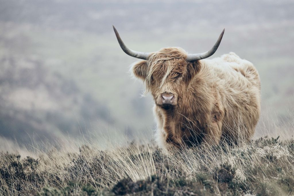 Highlander scozzese in natura