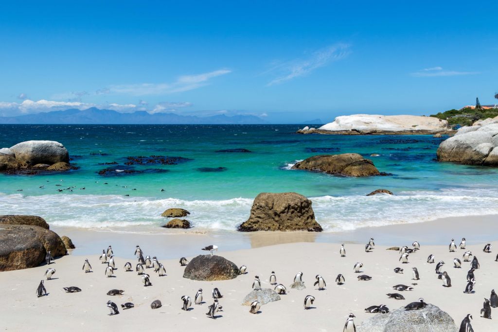 Spiaggia con i pinguini