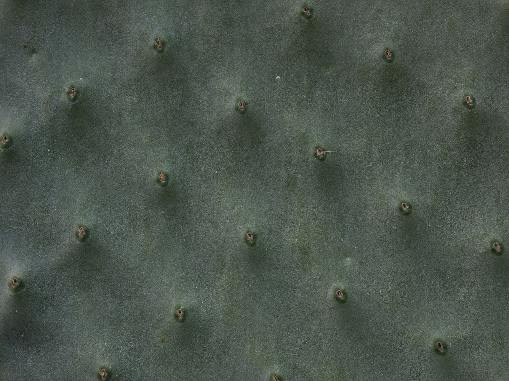 Cactus da vicino