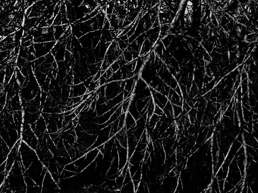 Rami d'albero in bianco e nero