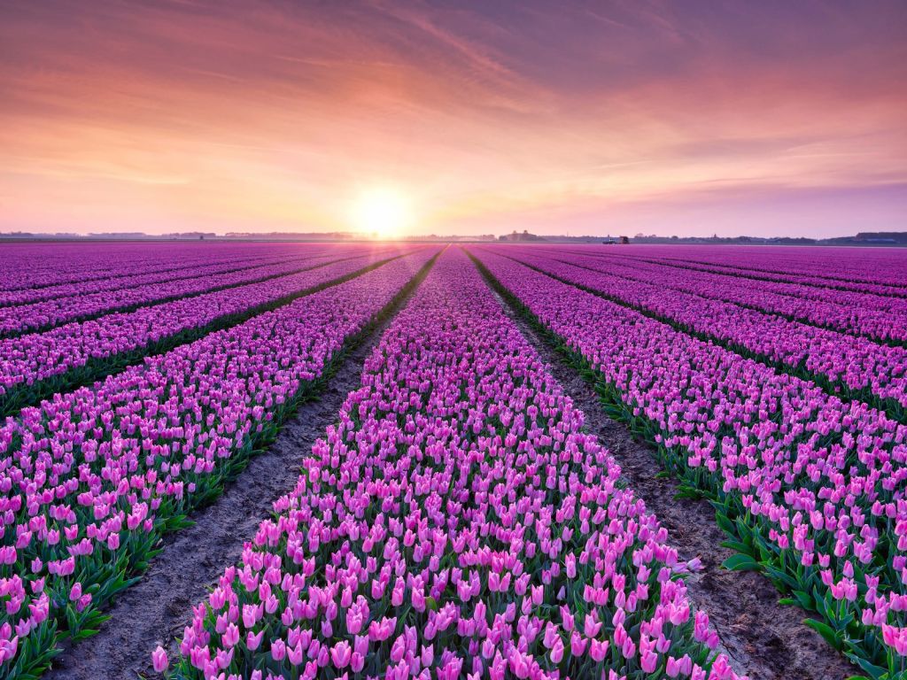 Campo di tulipani all'alba