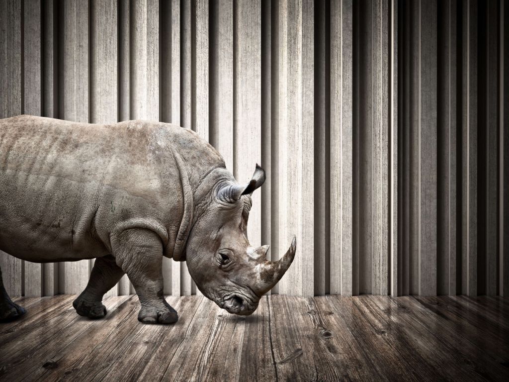 Rinoceronte in sala