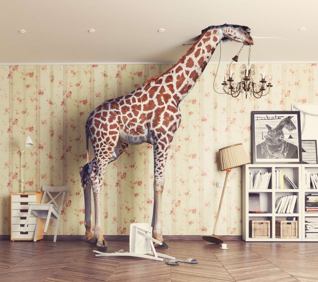 Giraffa in salotto