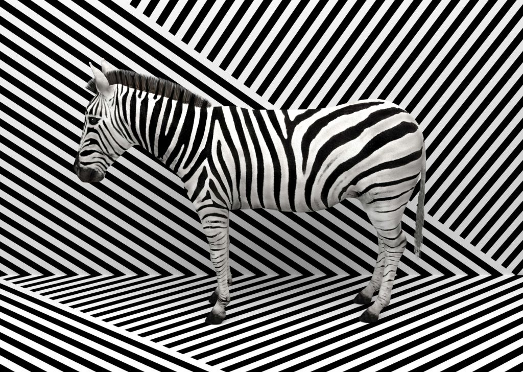 Zebra mimetizzata
