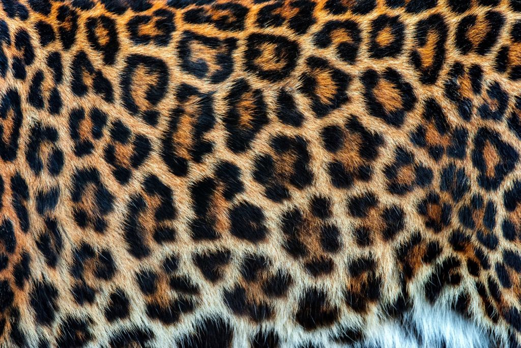 Cappotto di leopardo