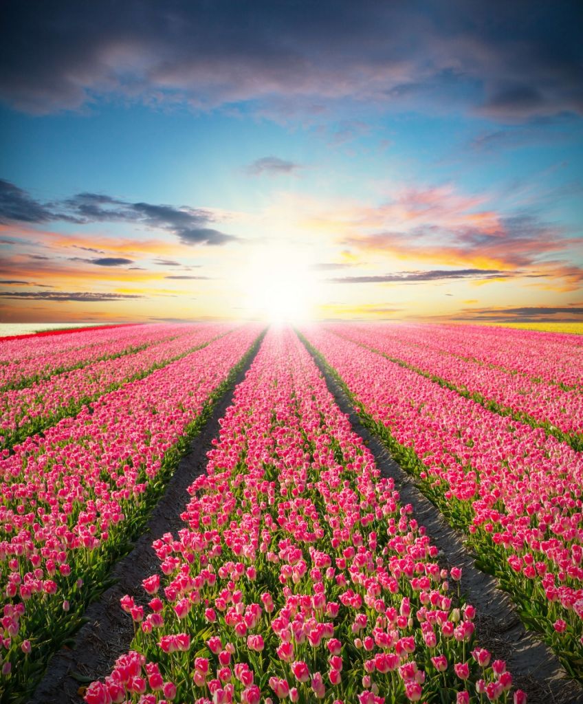 Tulipani con il sole nascente