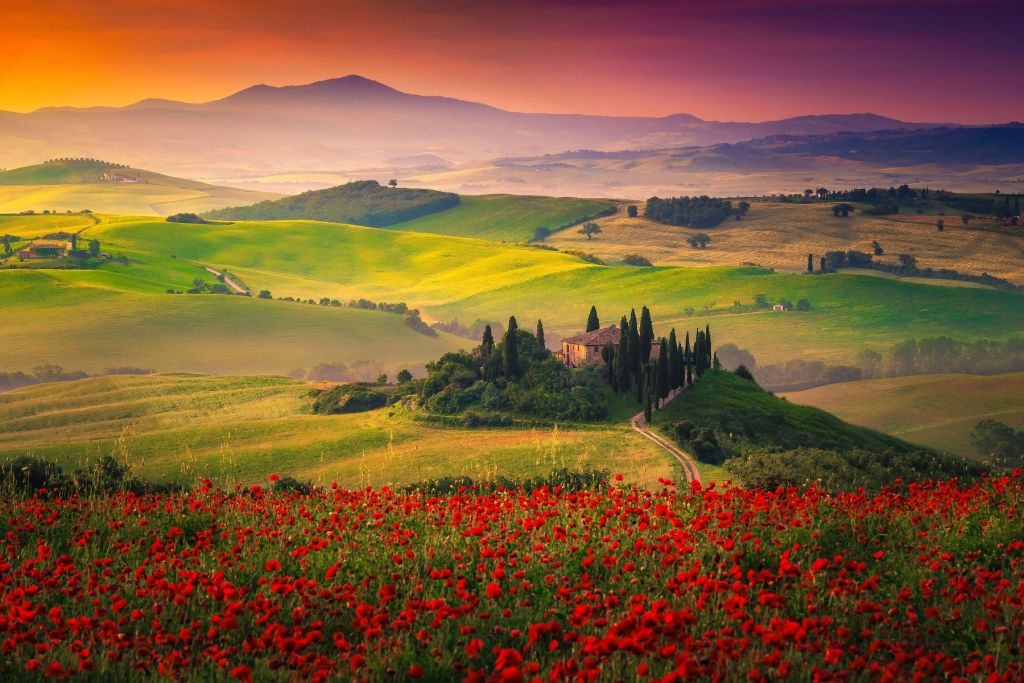 Papaveri rossi con paesaggio italiano
