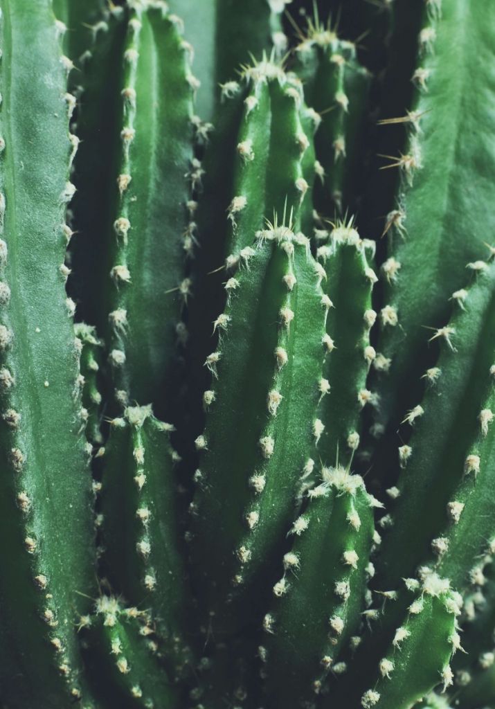 Cactus verde da vicino