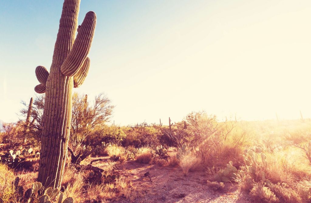 Cactus nel deserto
