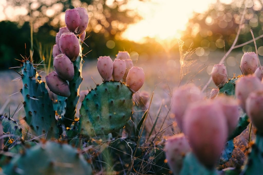 Cactus con i fiori