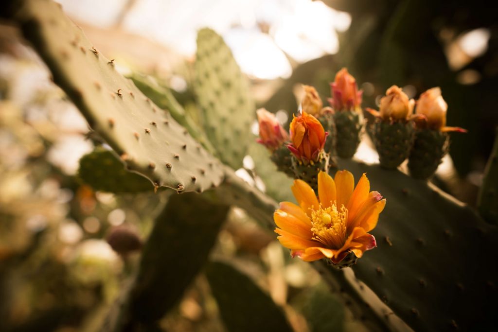 Fiori di cactus arancione