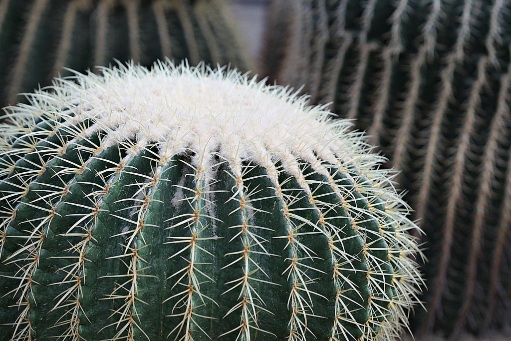 Cactus rotondo
