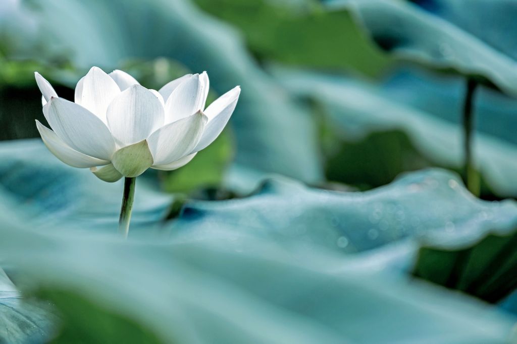 Fiore di loto bianco