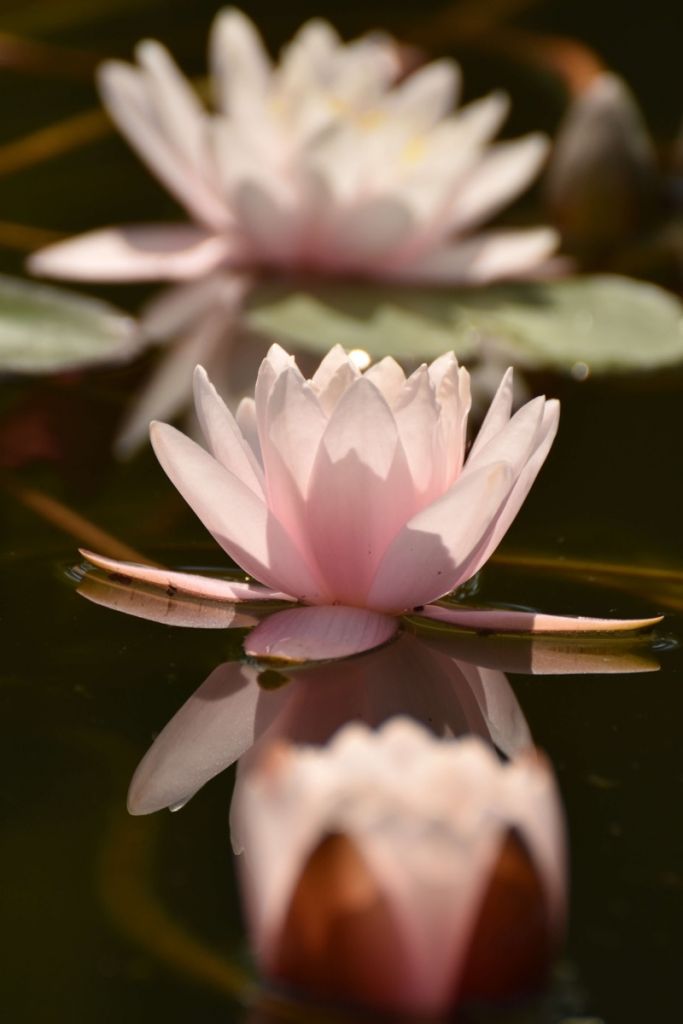 Fiore di loto in acqua