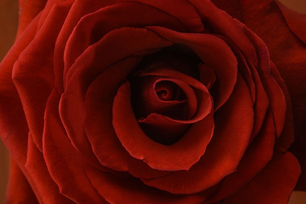 Rosa rossa da vicino