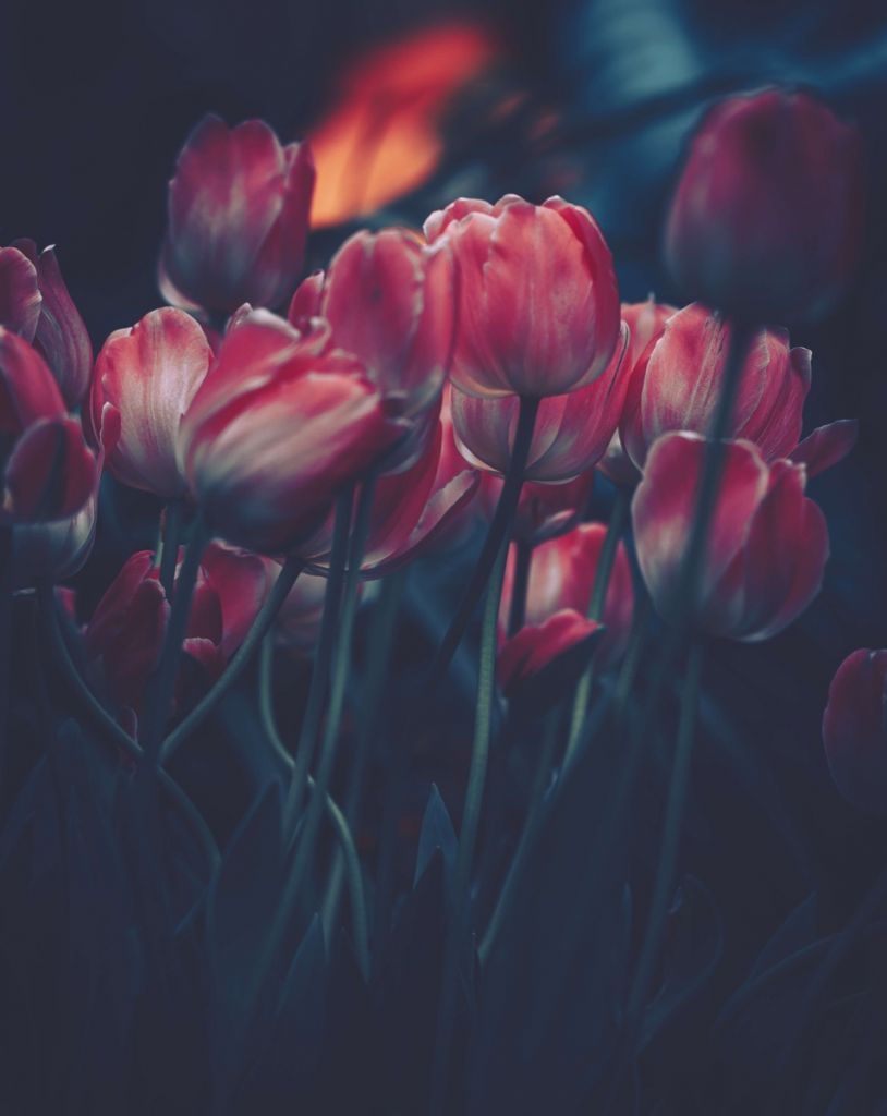 Tulipani d'epoca