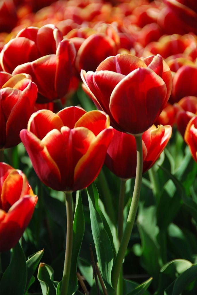 Tulipani rossi da vicino