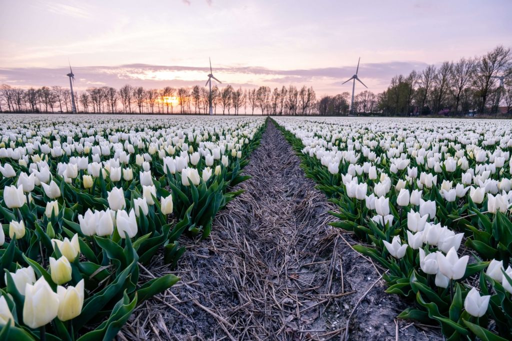 Campo di tulipani bianchi
