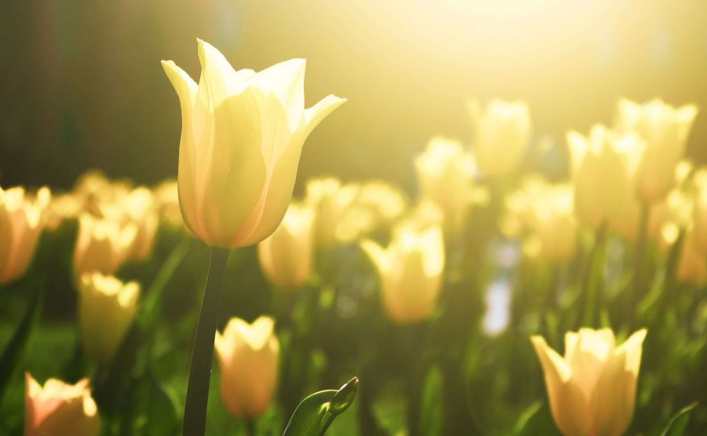 Tulipano giallo da vicino