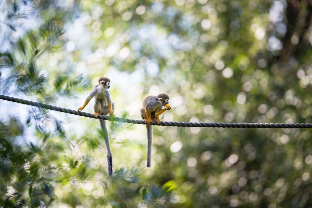 Scimmie scoiattolo su corda