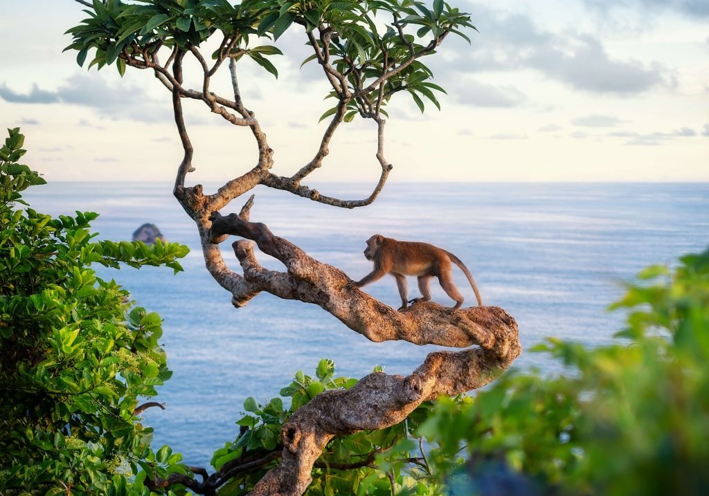 Scimmia su un albero