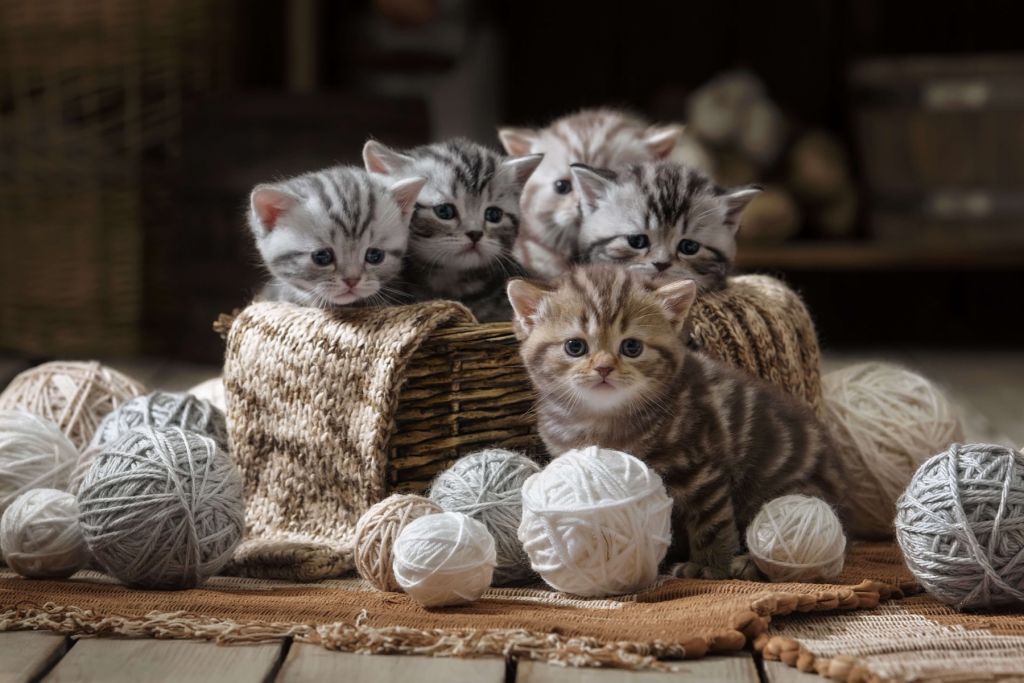 Gattini con lana