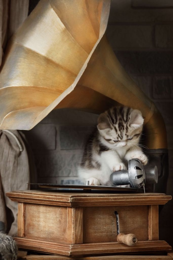 Gatto con grammofono