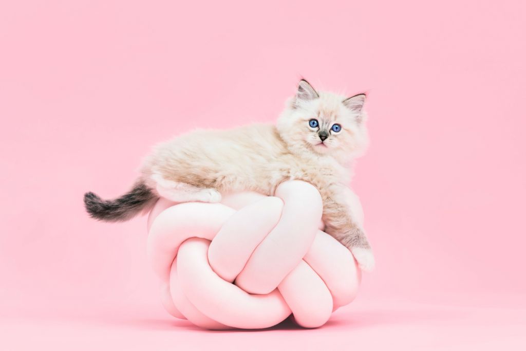 Gatto bianco su sfondo rosa
