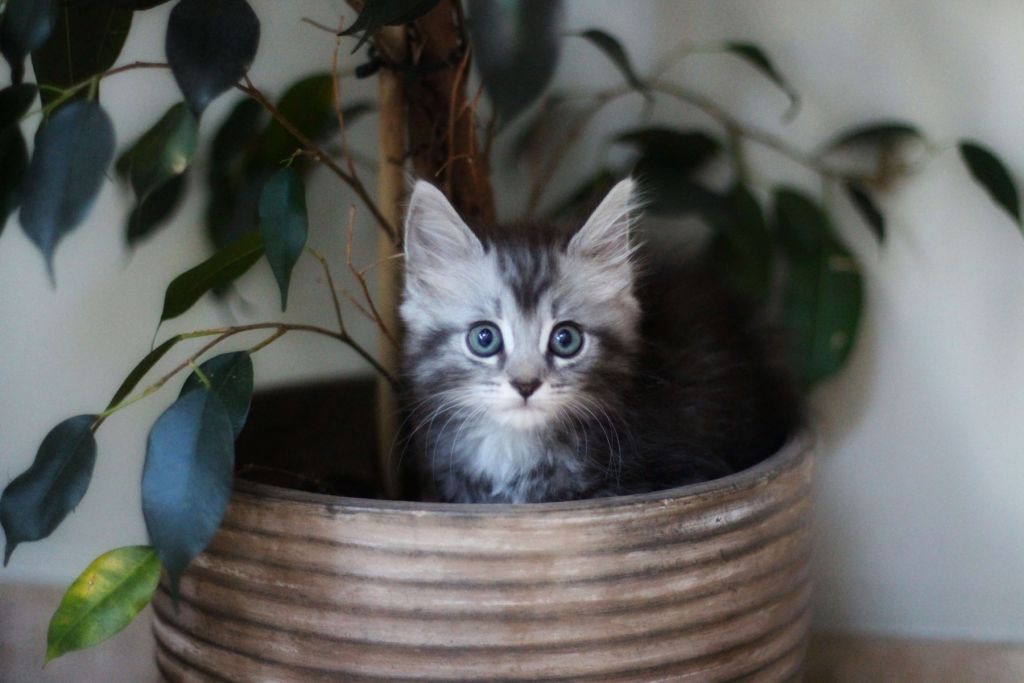Gatto in vaso