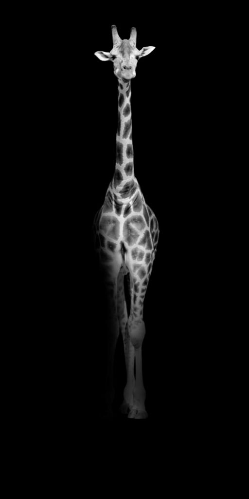 Giraffa in bianco e nero
