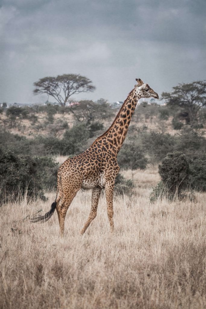 Ritratto di giraffa