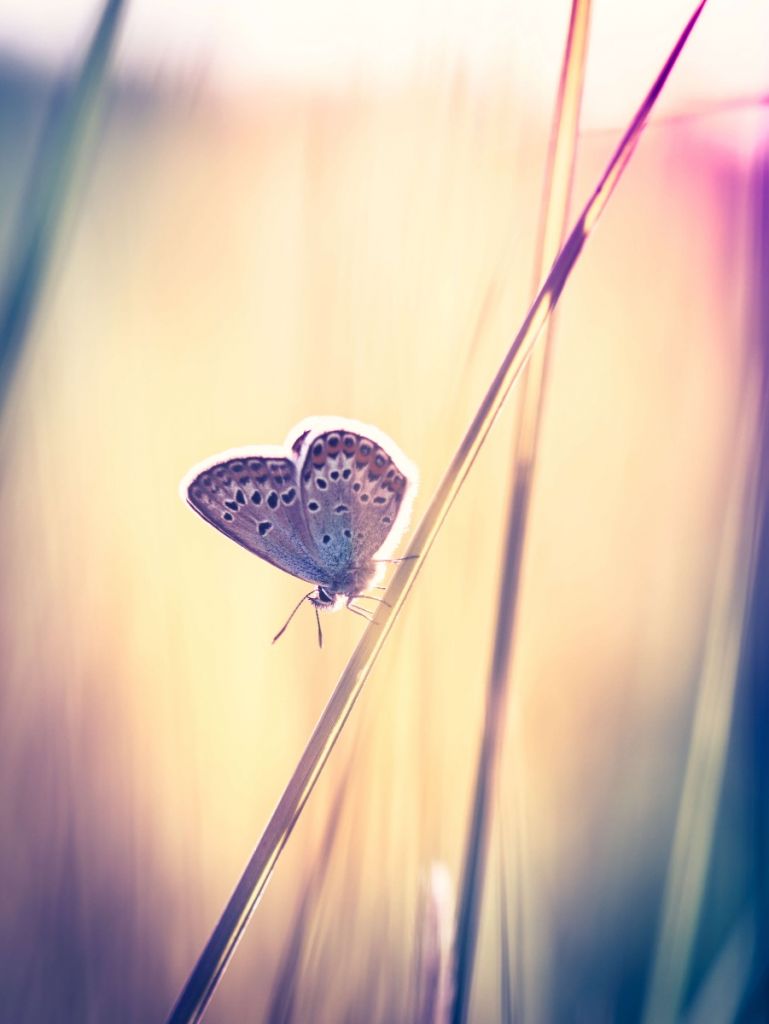 Farfalla sognante