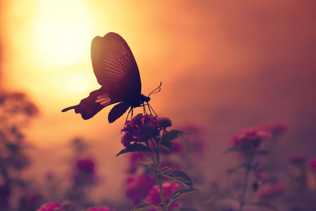 Farfalla con il tramonto