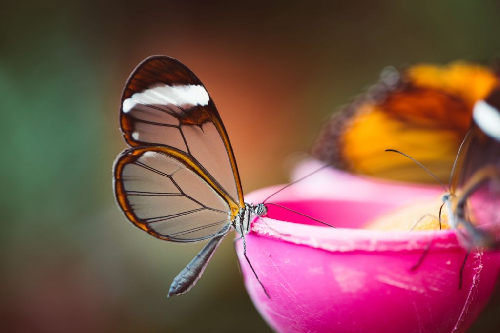 Farfalla con ali trasparenti