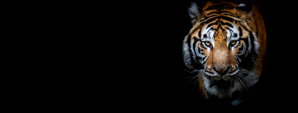 Panorama della tigre