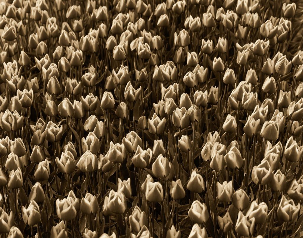 Tulipani d'oro