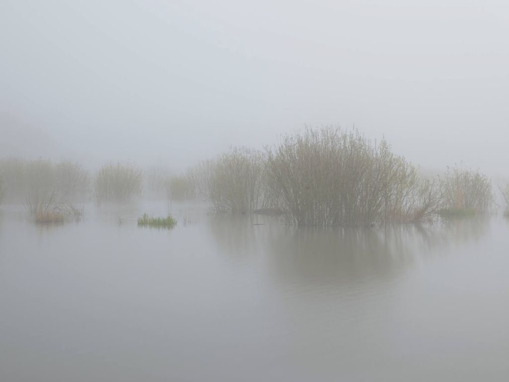 Nebbia nella riserva naturale