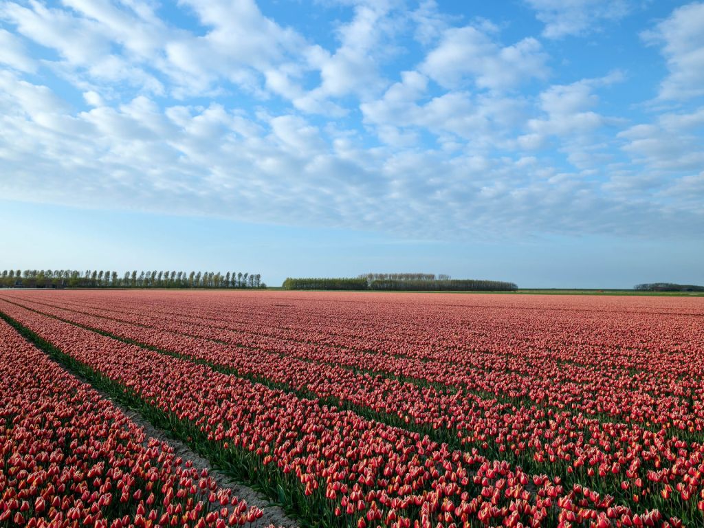 Campo di tulipani con belle nuvole