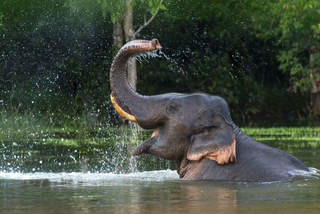 Elefante in acqua
