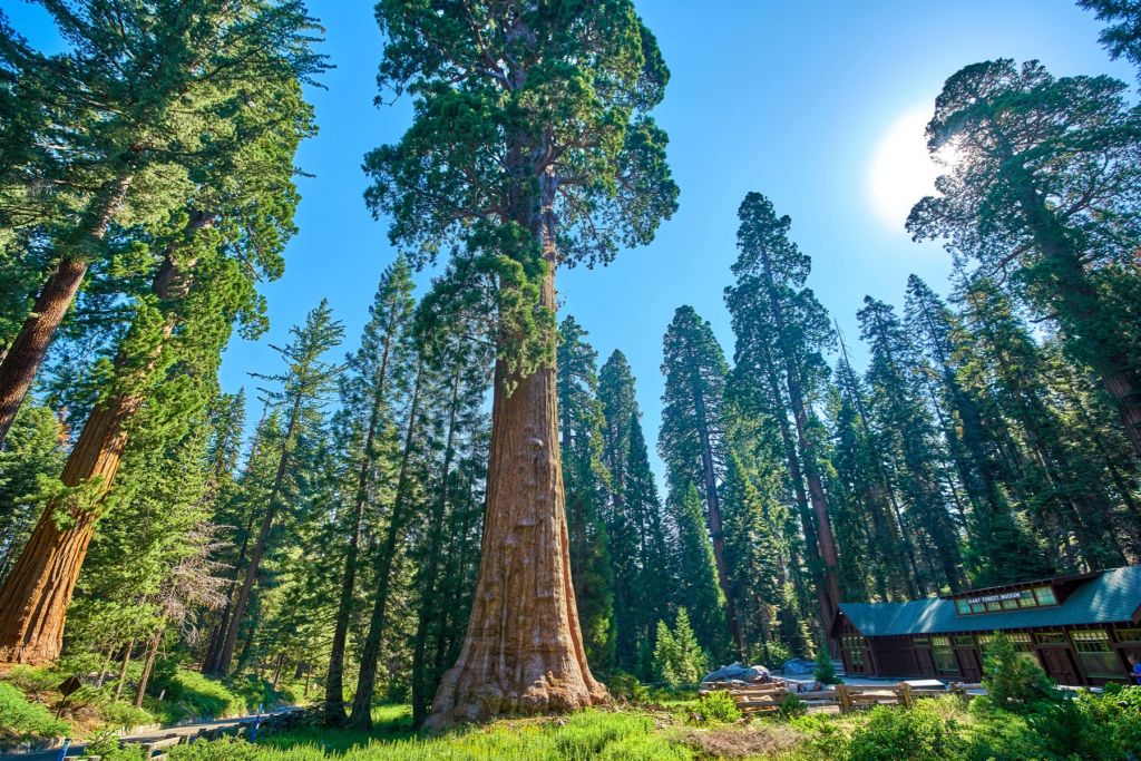 Alberi di sequoia