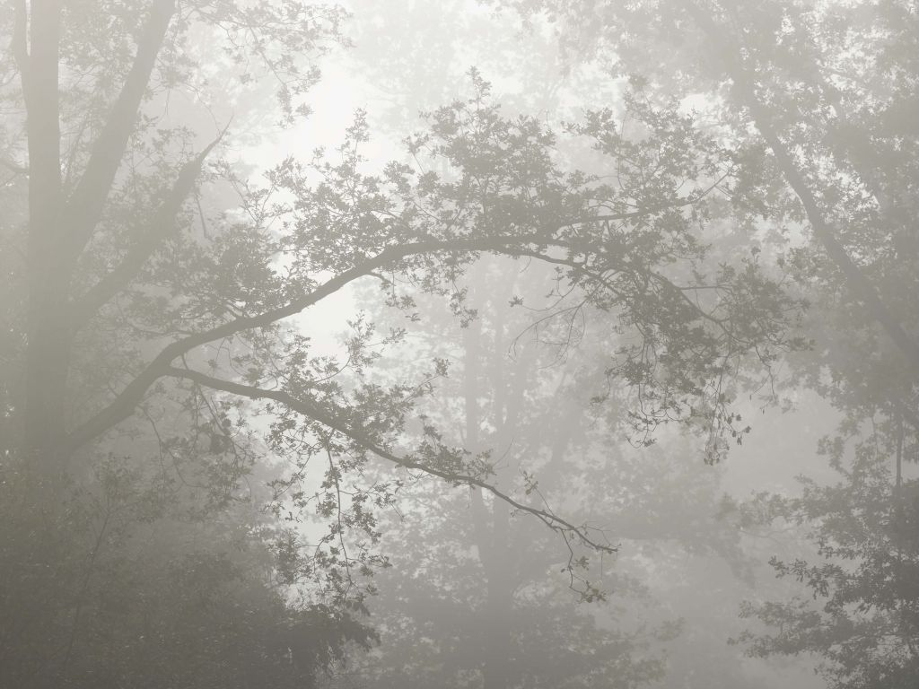 Una bella foresta nella nebbia