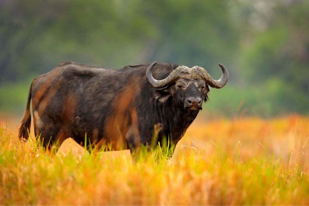 Bufalo circondato da erba gialla