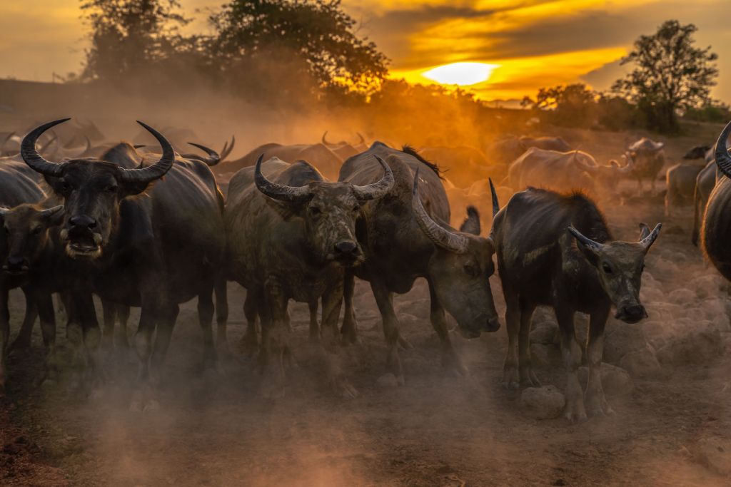 Bufalo tailandese al tramonto