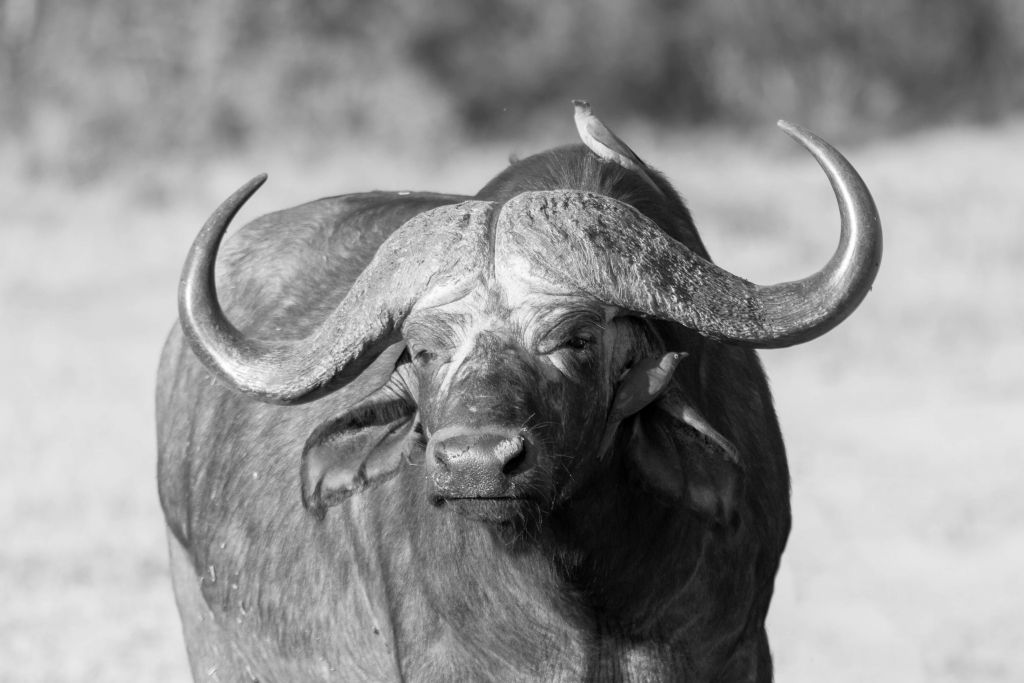 Bufalo in bianco e nero