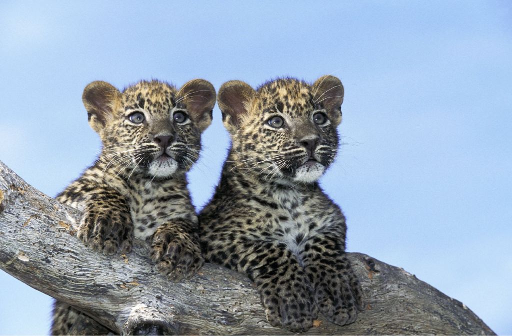 Piccoli leopardi