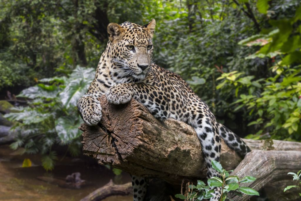 Leopardo su albero