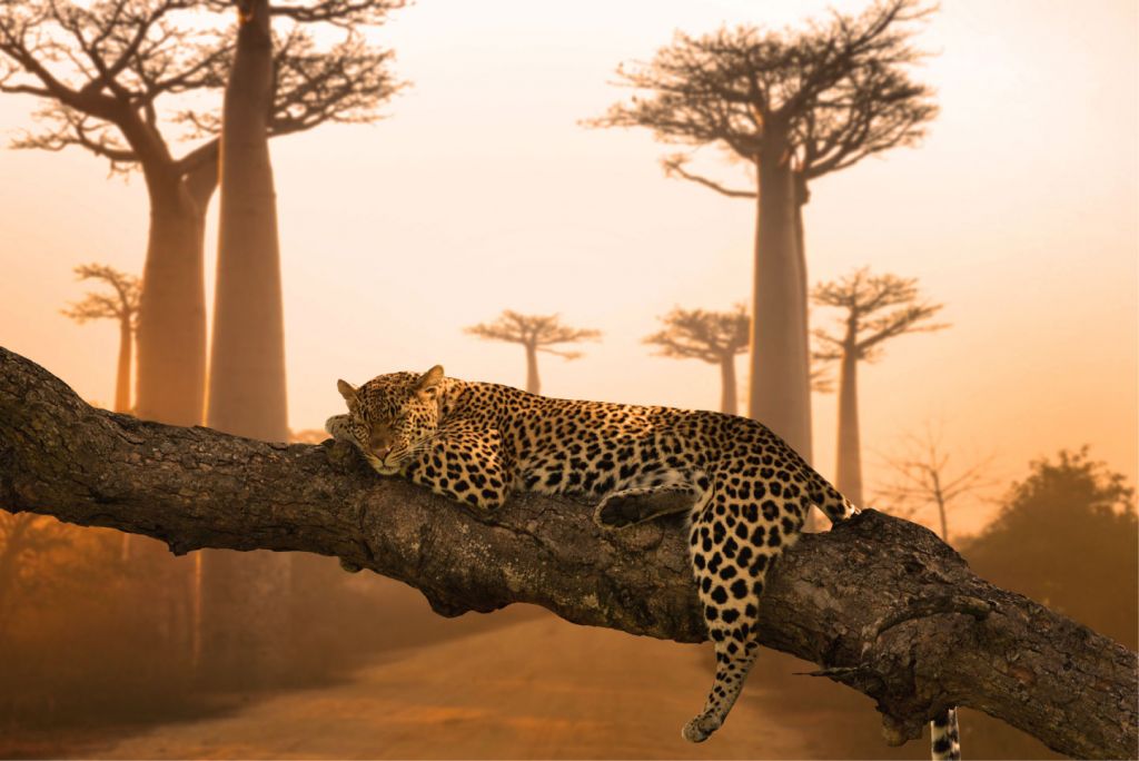 Leopardo addormentato