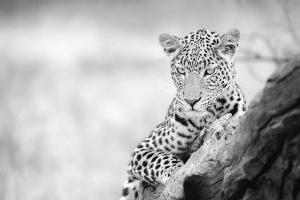 Leopardo nero, bianco