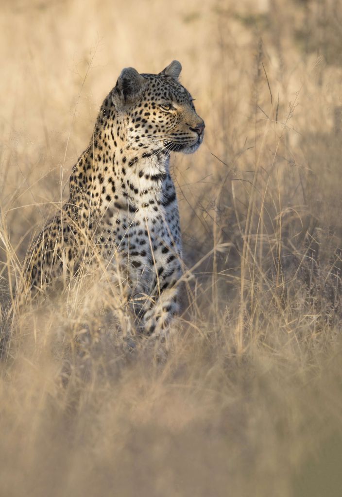 Caccia al leopardo