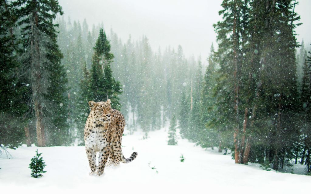 Leopardo nella neve